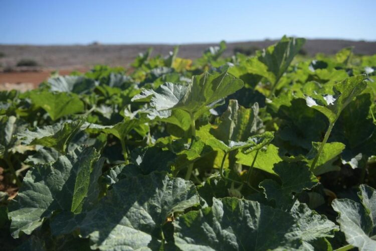 Increased rent and the consequential eviction for some farmers, was one of the biggest existential threats for the sector