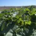 Increased rent and the consequential eviction for some farmers, was one of the biggest existential threats for the sector